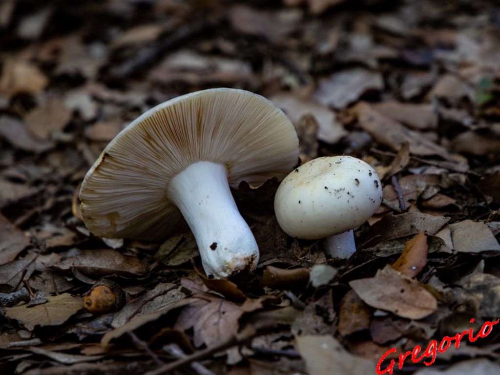 Russula da determinare